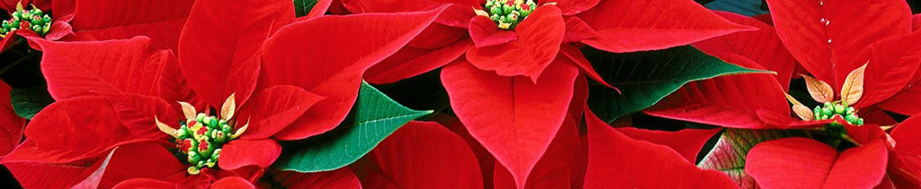 Christmas Message from Ray Mears