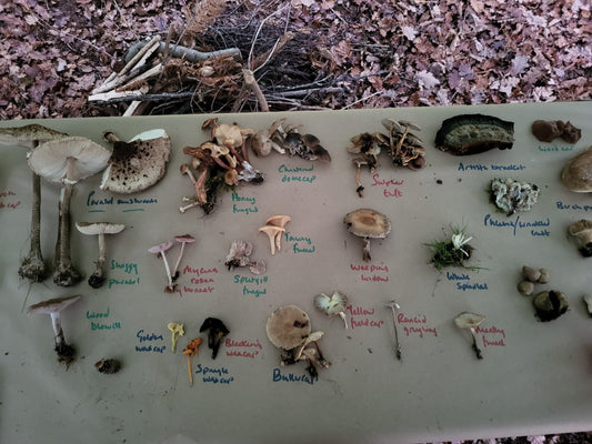 Autumn Fungi Foraging: 5 Edible Mushrooms to Find This September (and 3 to Avoid)