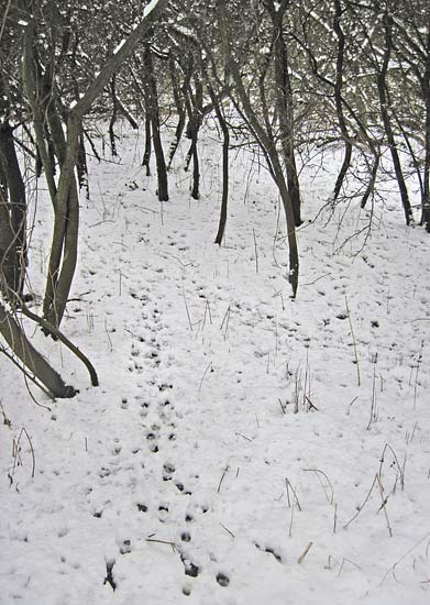 Tracking in the Snow
