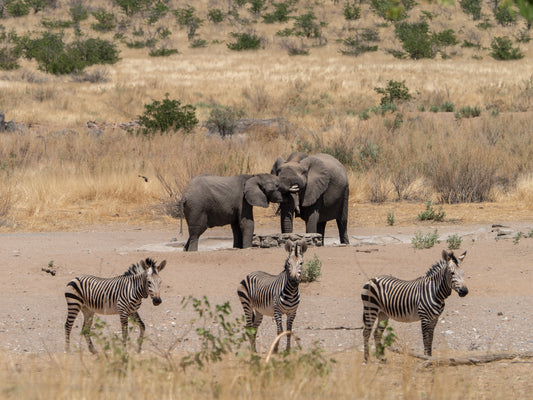 Footprints in the Sand: A Woodlorean's Journey on the Tracking Safari in Namibia with Ray Mears