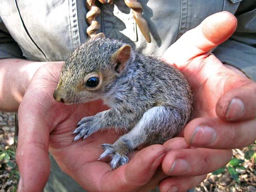 Wildlife Encounters (Why I love tarps)