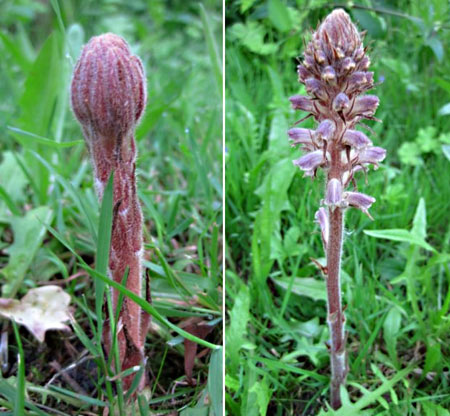 Plant identification