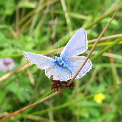 Butterfly identification competition