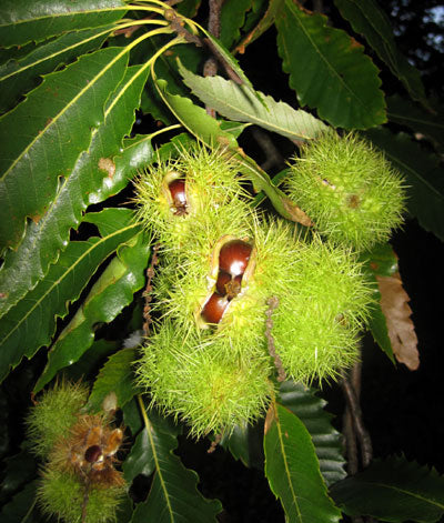 Forget Christmas - Now is the time for Chestnuts...