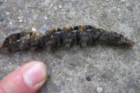 Caterpillars and moths