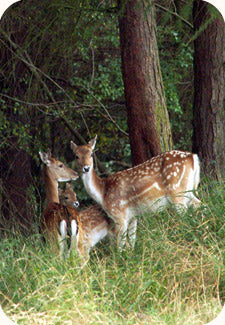Woodlore announce the 2012 UK course dates