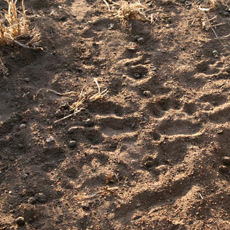 Animal print identification competition