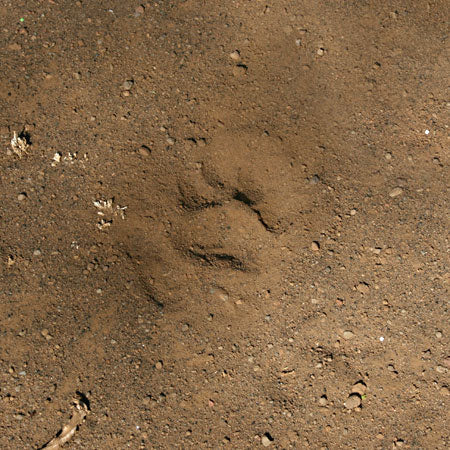 Another animal track ID competition