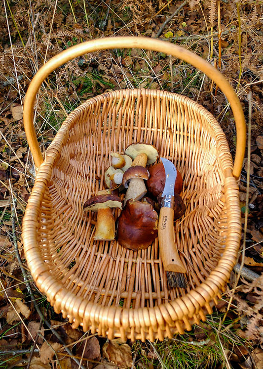 October Delights - The Best Month for Foraging