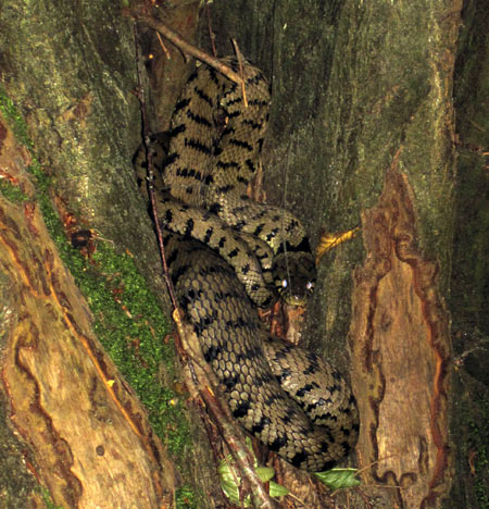 Wildlife sightings on the Junior Fundamental Bushcraft course