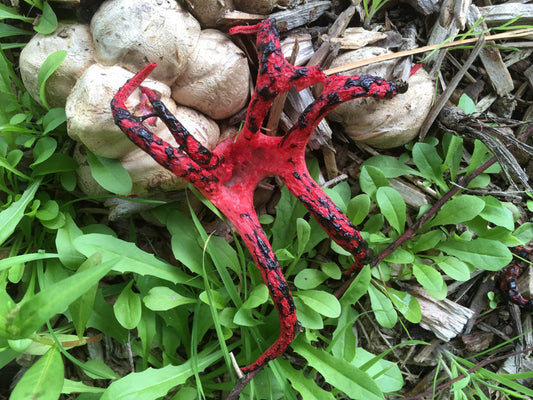 Octopus Stinkhorn