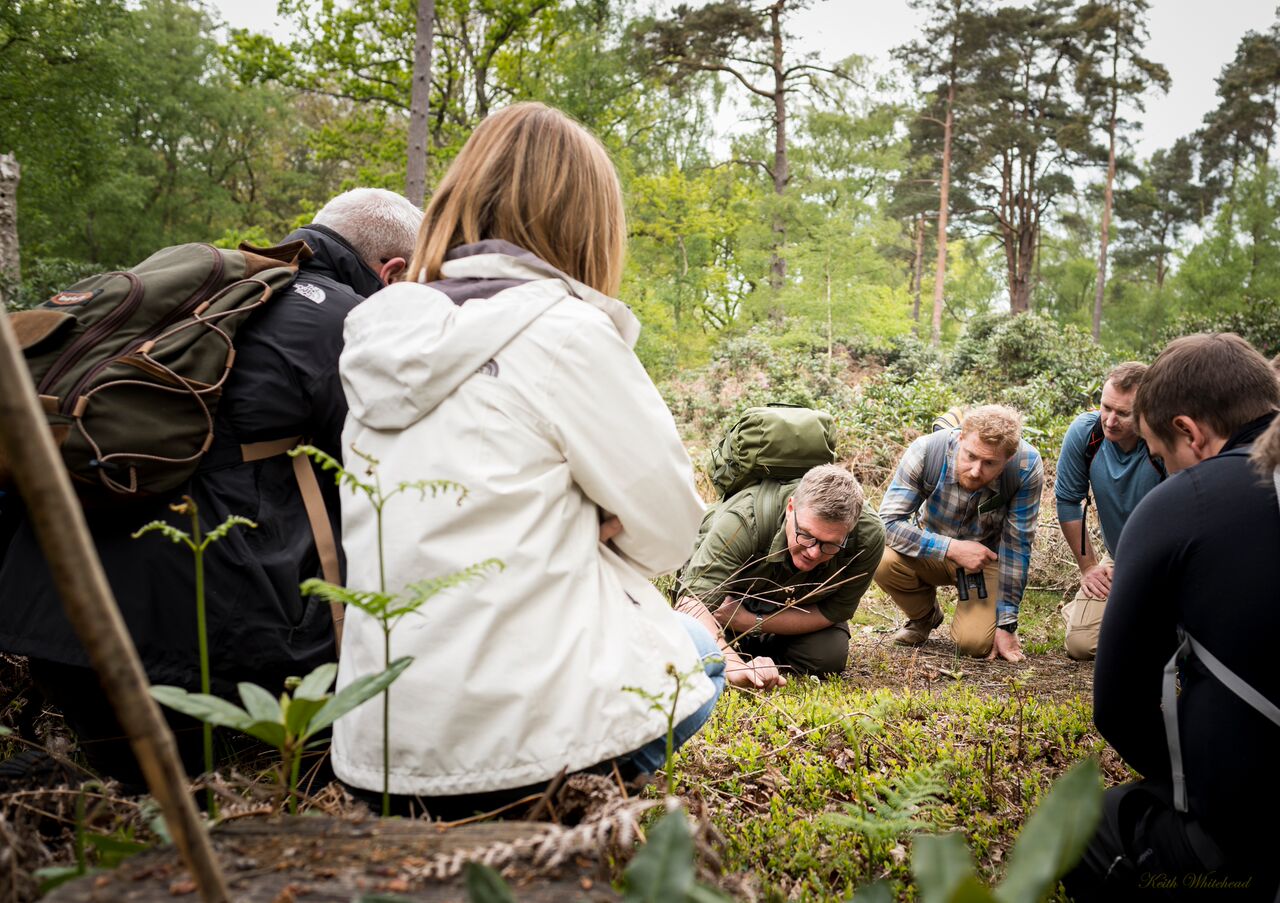 Walk in the Woods with Ray Mears