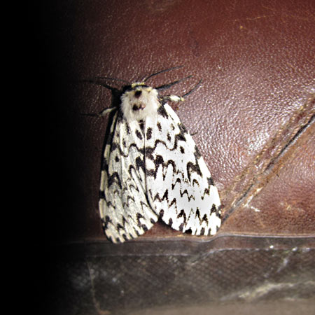 Moth identification competition