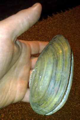 Freshwater mussel find