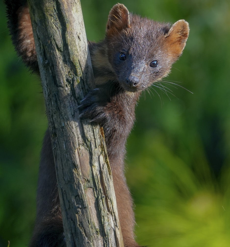 In Conversation with Dan Bagur: The Secret Life of the Pine Marten