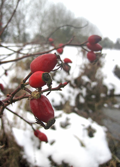 Tips On Foraging For Rose Hips