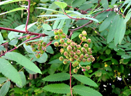 Reconnaissance mission: Know your foraging grounds!