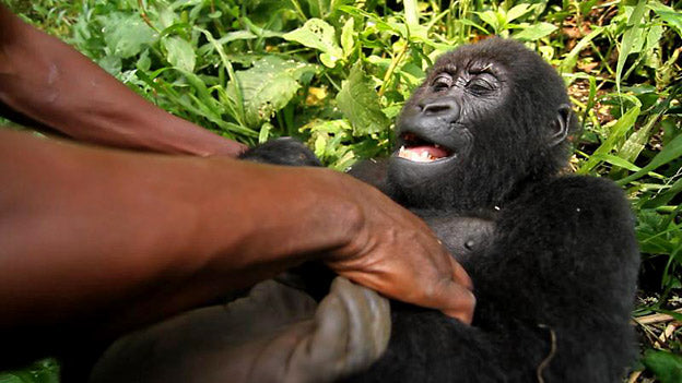 Ray Mears Reviews Virunga, the Movie
