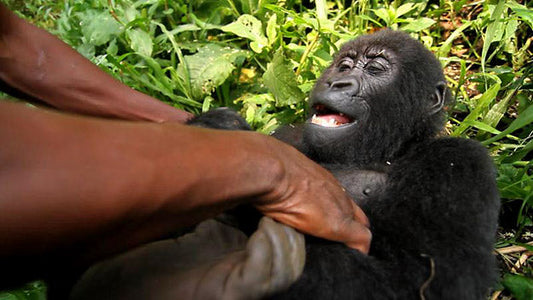 Ray Mears Reviews Virunga, the Movie