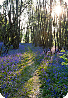 Woodlore release three exciting new courses for 2012