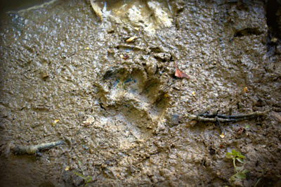 Woodsense - Tracking and Nature Awareness course