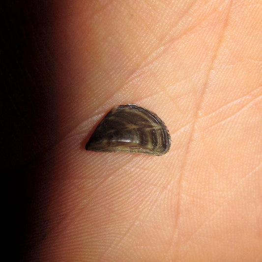 Zebra Mussels: The Striped Menace!