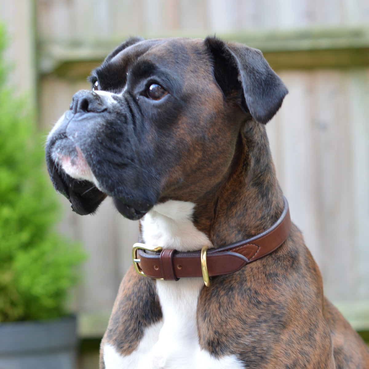 Ray Mears Leather Dog Collar
