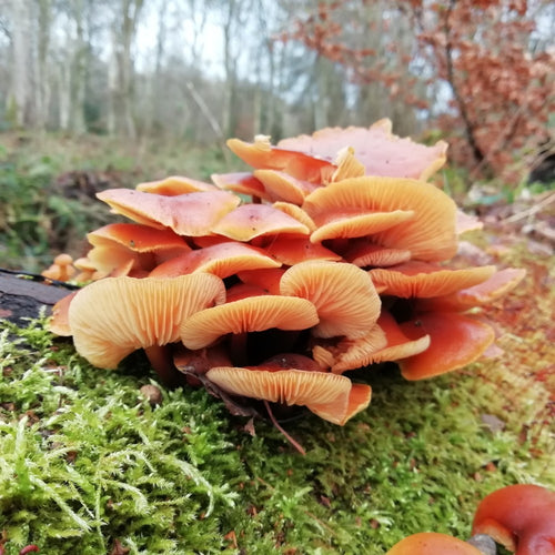 Autumn Fungi Forager