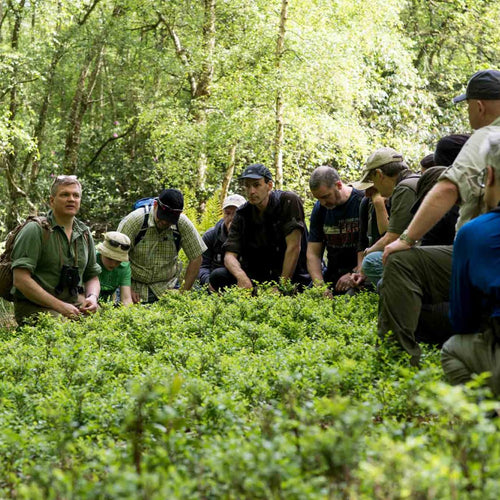 Walk in the Woods with Ray Mears
