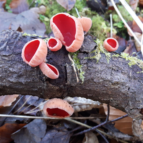 Autumn Fungi Forager