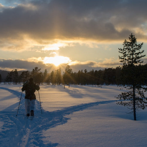 Arctic Bushcraft in the Northern Forest with Ray Mears