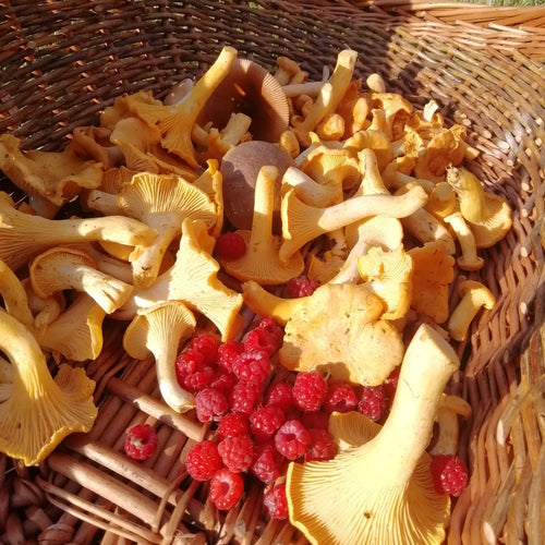 Autumn Fungi Forager