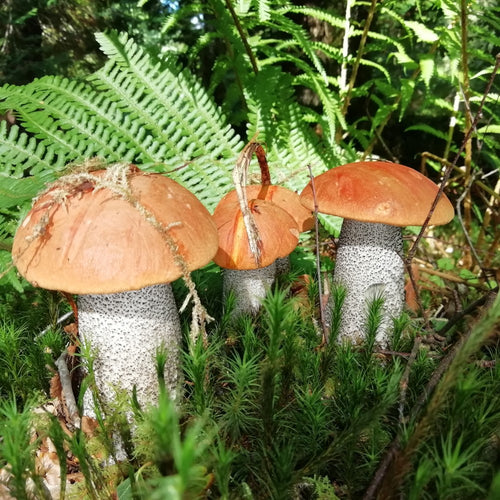 Autumn Fungi Forager