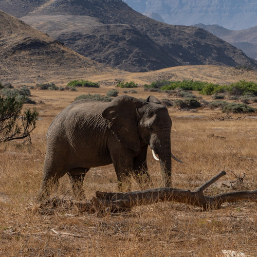 Tracking Safari in Namibia with Ray Mears