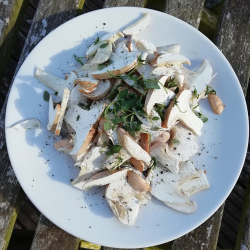 Autumn Fungi Forager