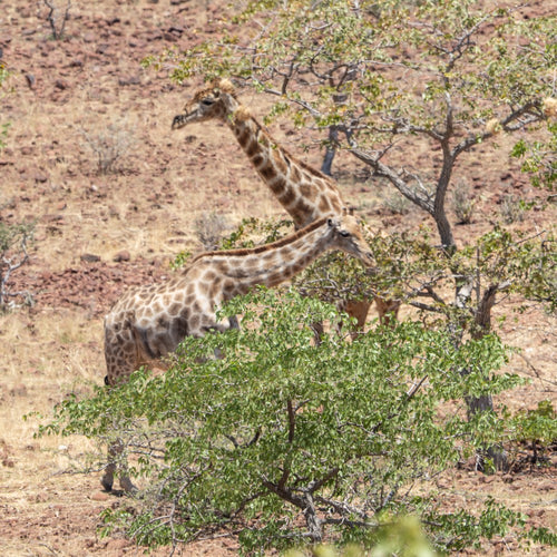 Tracking Safari in Namibia with Ray Mears