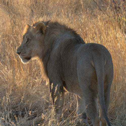 Tracking Safari in Namibia with Ray Mears