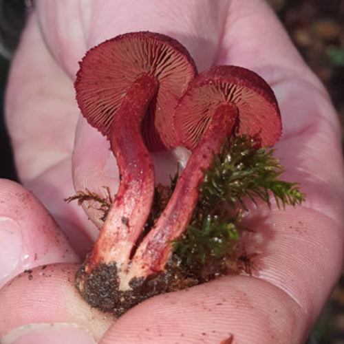 Autumn Fungi Forager
