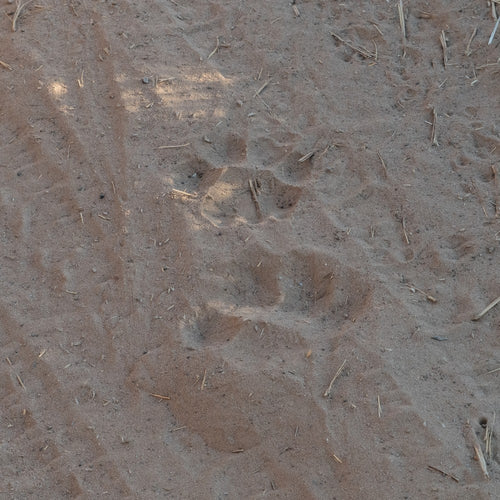 Tracking Safari in Namibia with Ray Mears