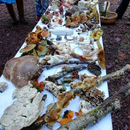Autumn Fungi Forager