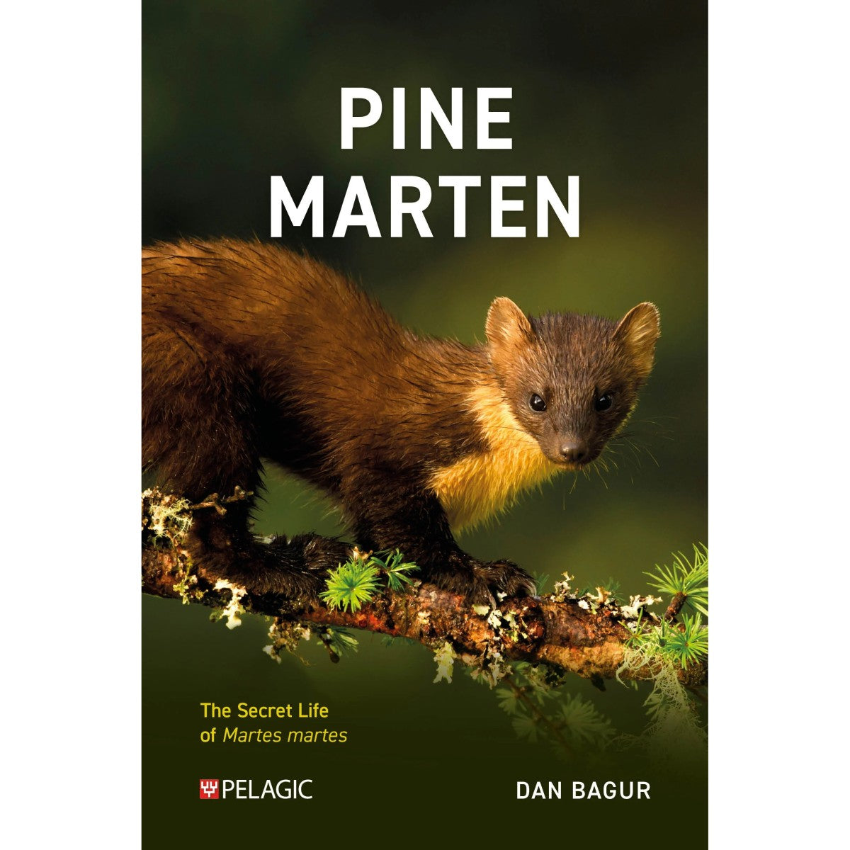 Pine Marten