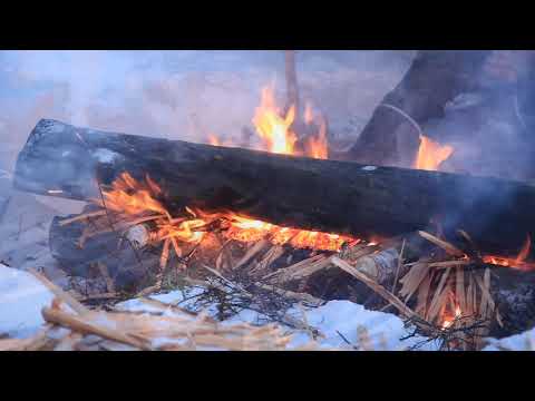 Arctic Bushcraft in the Northern Forest with Ray Mears